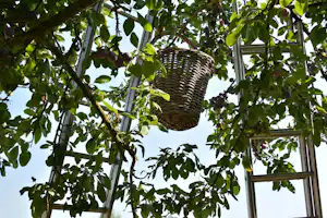 Hängender Weidenkorb an einem Baum im Campinggarten, umgeben von grünen Blättern und einer Leiter.