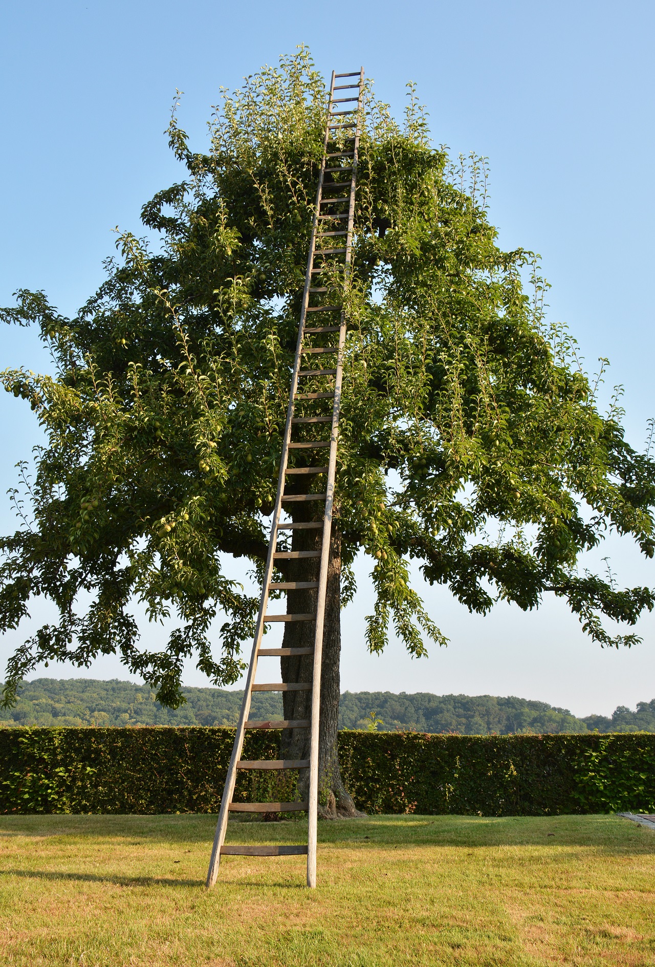 Eine Leiter steht an einem Baum im Campinggarten, umgeben von Rasen und Hecke vor blauem Himmel.