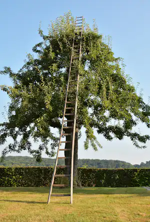 Eine Leiter steht an einem Baum im Campinggarten, umgeben von Rasen und Hecke vor blauem Himmel.
