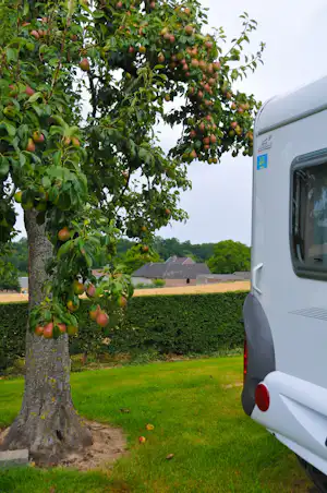 Wohnwagen am grünen Campingplatz, neben einem Baum mit roten Früchten und gepflegtem Rasen, im Hintergrund Gebäude.