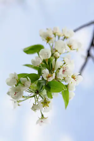 Weiße Blüten an einem Zweig mit grünen Blättern vor hellem Himmel, nah fotografiert.