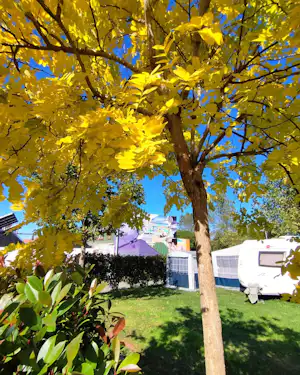 Großer Baum mit gelben Blättern über dem Campingplatz, im Hintergrund Zelte und Wohnwagen auf dem Rasen.
