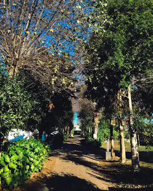 Campingweg zwischen hohen Bäumen, Schatten auf dem Kiesweg, Büsche und ein blaues Zelt im Hintergrund.