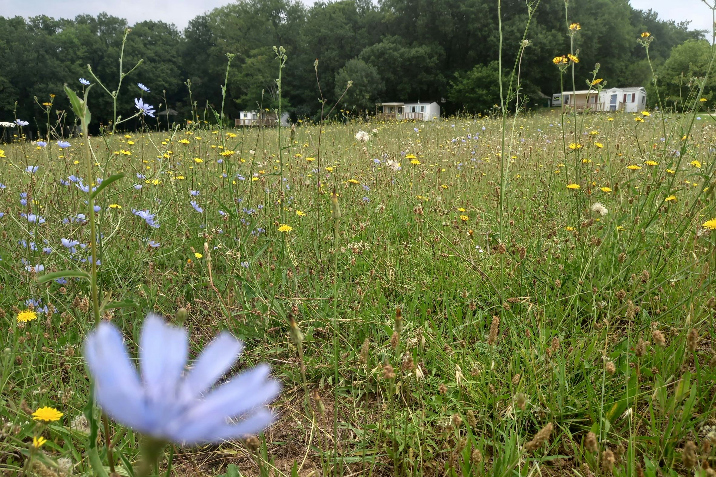 Camping Valenty - Blick auf die Wiese mit Mobilheimen im Hintergrund