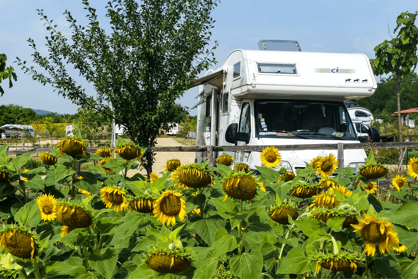  Camping Veliko Tarnovo  - Stellplatz mit Sonnenblumen auf dem Campingplatz