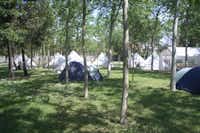 Camping Viareggio  -  Zeltplatz vom Campingplatz zwischen Bäumen
