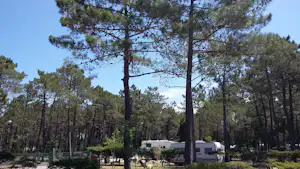 Wohnwagen und Campingfahrzeuge zwischen hohen Kiefern im Wald, mit Wegen und Grünflächen im Hintergrund.