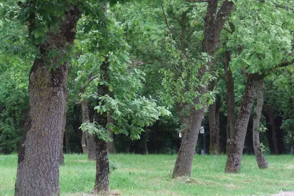 Glamping & Camping Vila de Sarria