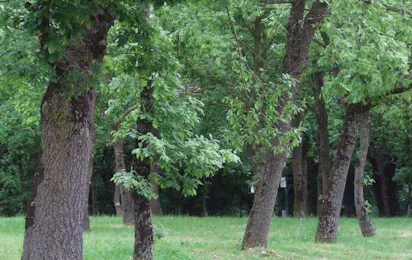 Glamping & Camping Vila de Sarria