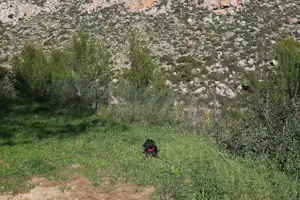 Camping Villa de Viver - Hund auf dem Campingplatz