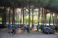 Camping Village Al Boschetto  -  Wohnwagen- und Zeltstellplatz unter Bäumen auf dem Campingplatz
