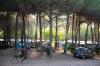 Camping Village Al Boschetto  -  Wohnwagen- und Zeltstellplatz unter Bäumen auf dem Campingplatz