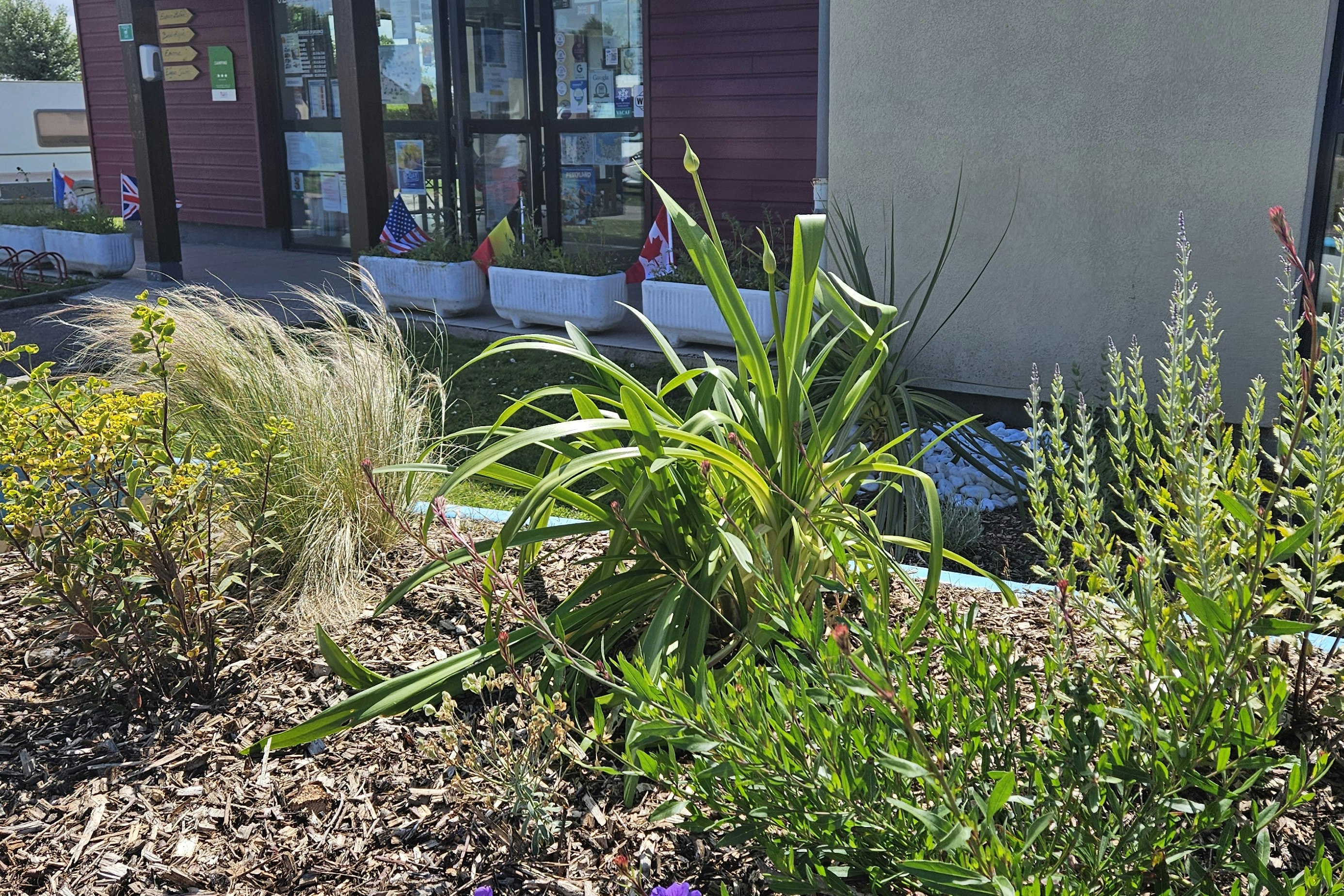 Camping Ariane  Camping Village Ariane - Pflanzen an der Rezeption des Campingplatzes