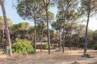 Camping Huttopia Parque de Doñana - Blick auf Standplätze und Mietunterkünfte teilweise im Halbschatten unter Bäumen