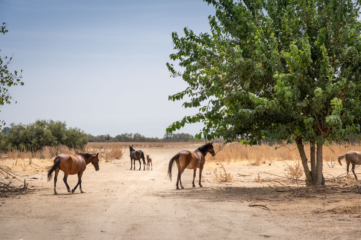 Camping Huttopia Parque de Doñana - Blick auf die Pferde auf dem Campingplatz