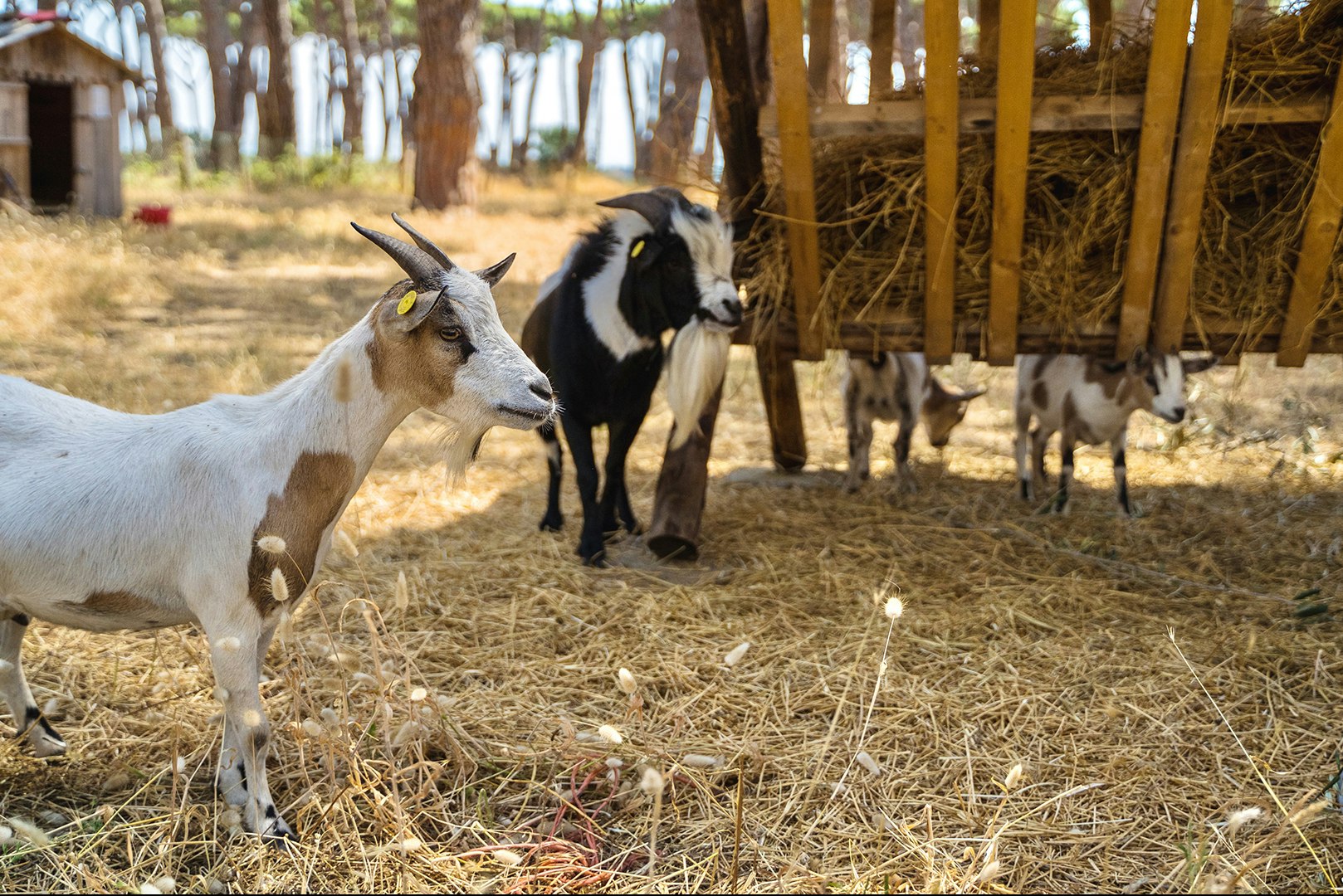 Isola Verde Camping Village  Camping Village Isola Verde - Ziegen auf dem Campingplatz
