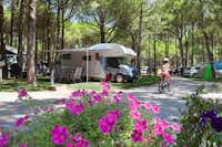 Camping Village Scarpiland - Wohnwagen- und Zeltstellplatz vom Campingplatz zwischen Bäumen und einem Kind auf Fahrrad