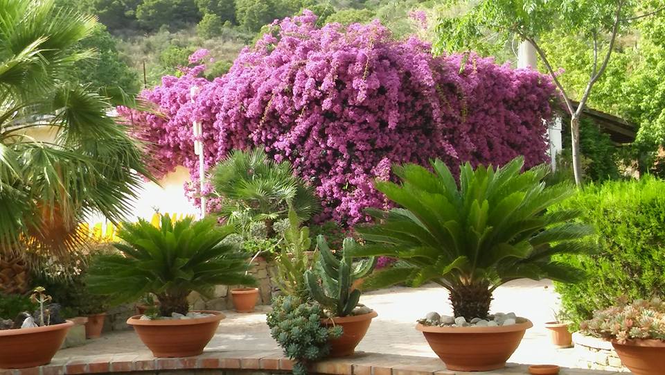 Camping Village Soleado