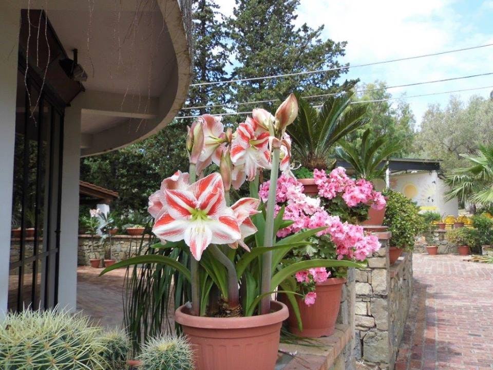 Camping Village Soleado