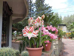 Camping Village Soleado