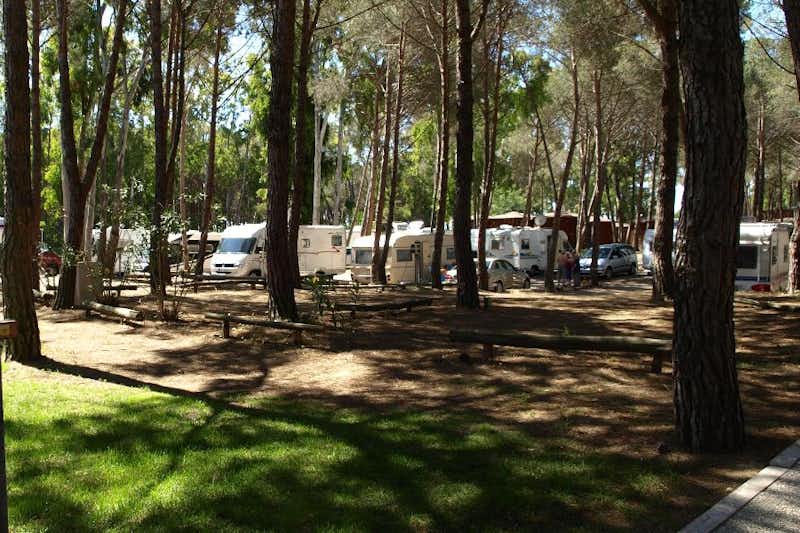 Camping Village Spinnaker  -  Wohnwagen- und Zeltstellplatz unter Bäumen auf dem Campingplatz