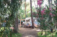 Camping Village Spinnaker  -  Wohnwagenstellplatz im Grünen auf dem Campingplatz