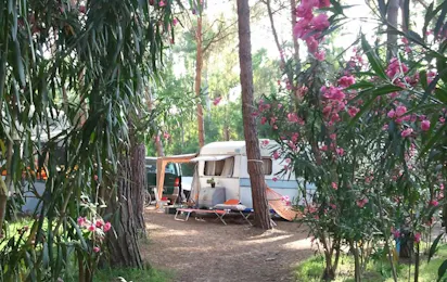 Village Camping Spinnaker