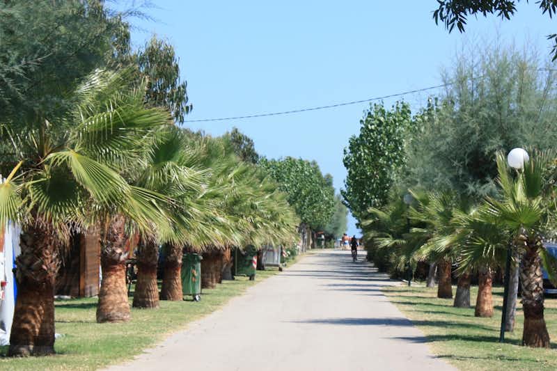 Camping Villaggio Molise - Weg vom Campingplatz zum Strand zwischen Palmen 