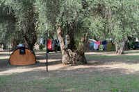 Camping Villaggio Turistico Parco degli Ulivi - Zeltplatz vom Campingplatz im Schatten unter Bäumen