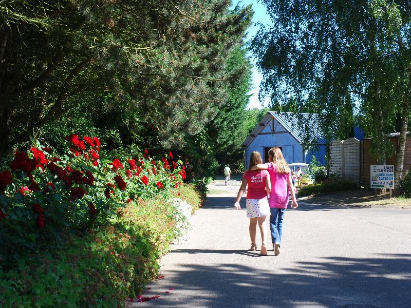 Flower Camping Vitamin