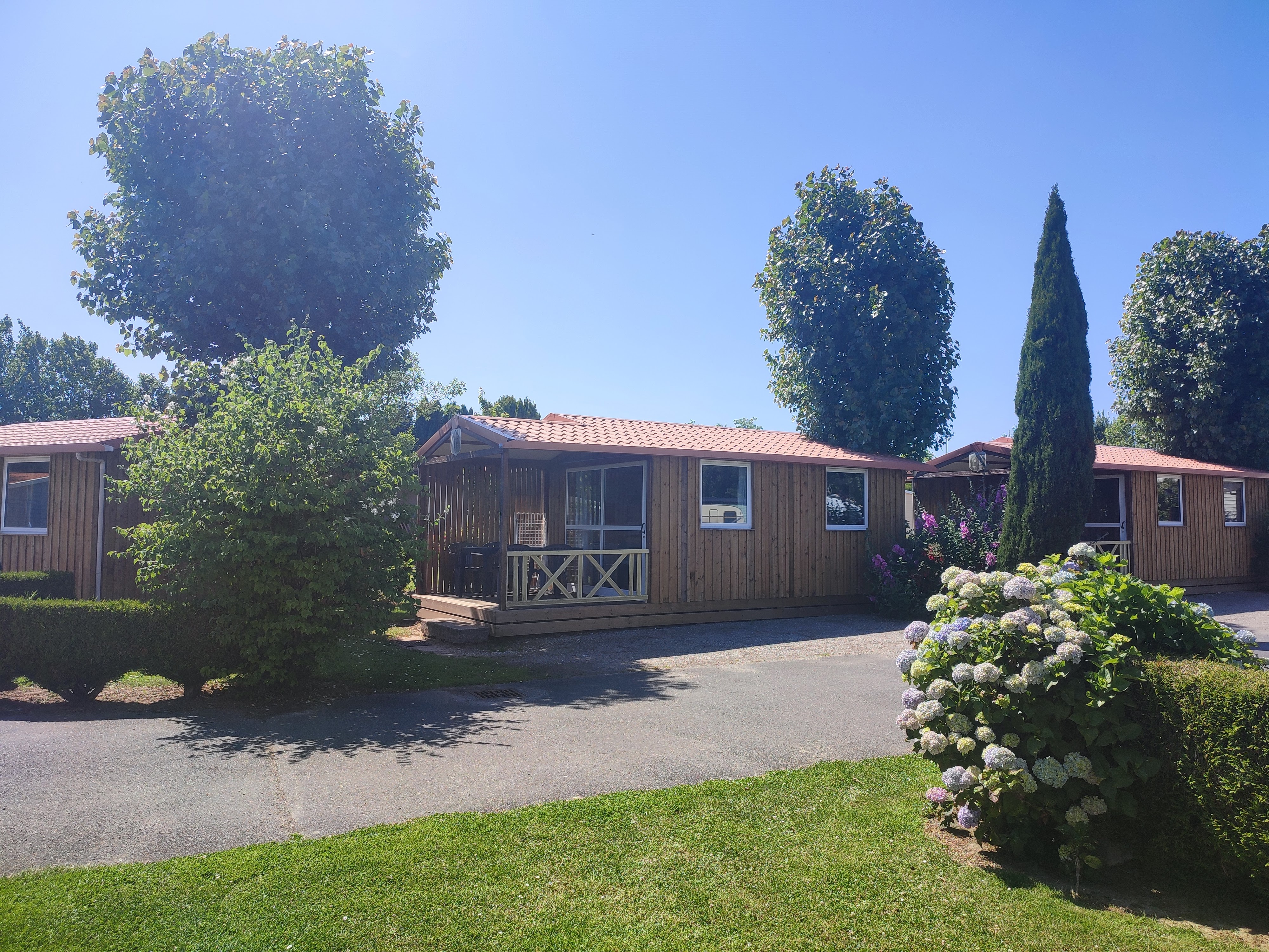 Flower Camping Vitamin