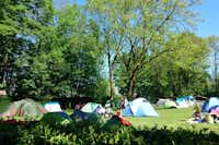 Camping Vliegenbos  - Zeltwiese auf dem Campingplatz