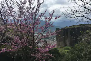 Blühende Bäume mit rosa Blüten vor Blick auf ein Tal, einen See und Berge in der Ferne.