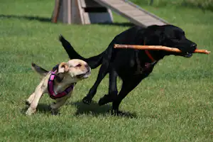Camping Walkyrien - Campingplatz für Hunde