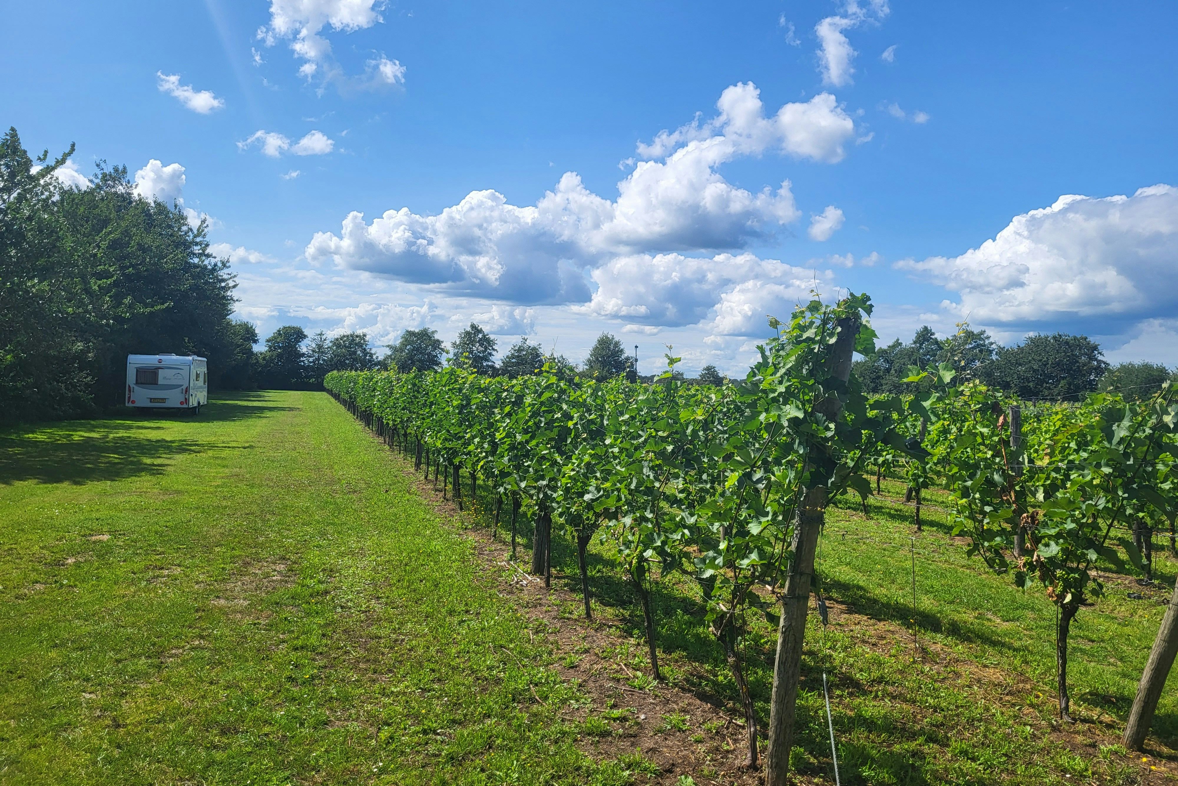 Camping Wijndomein Erve Wisselink - Standplätze auf dem Campingplätze