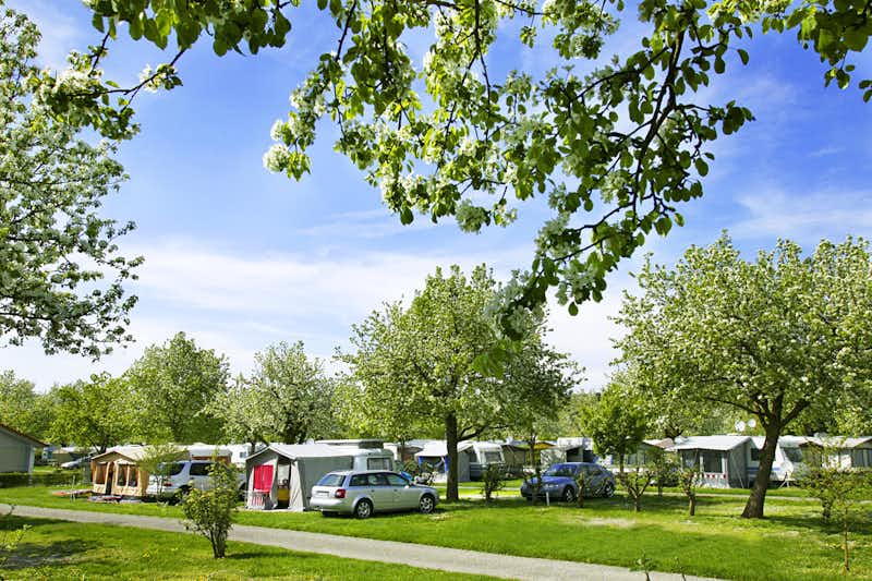 Camping Wirthshof - Stellplätze im Schatten unter Bäumen auf dem Campingplatz bei Markdorf in der Nähe des Bodensees
