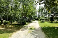 Camping Zasavica - Wohnwagen- und Zeltstellplatz zwischen Bäumen