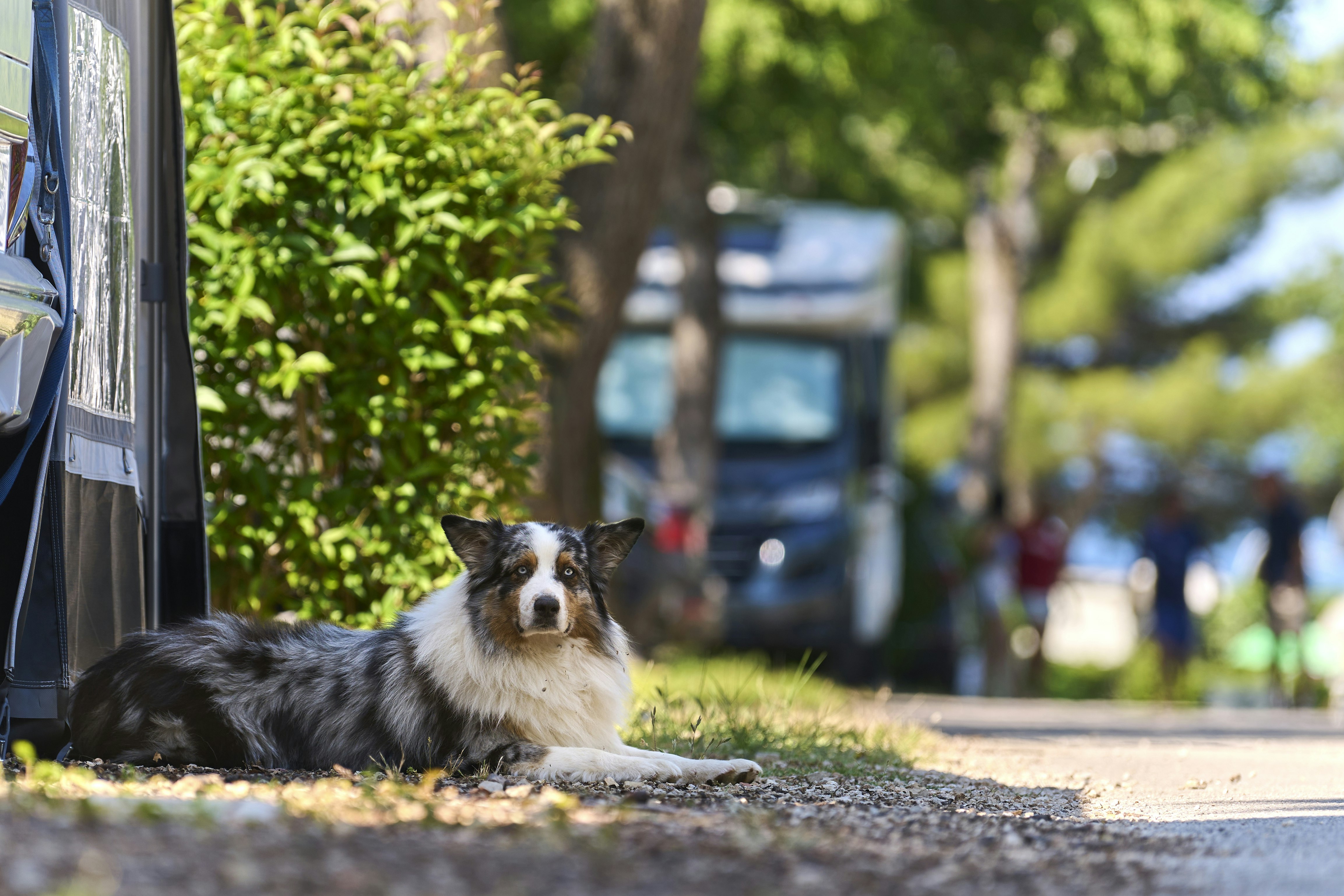 Camping Zelena Laguna - Hunde willkommen auf dem Campingplatz