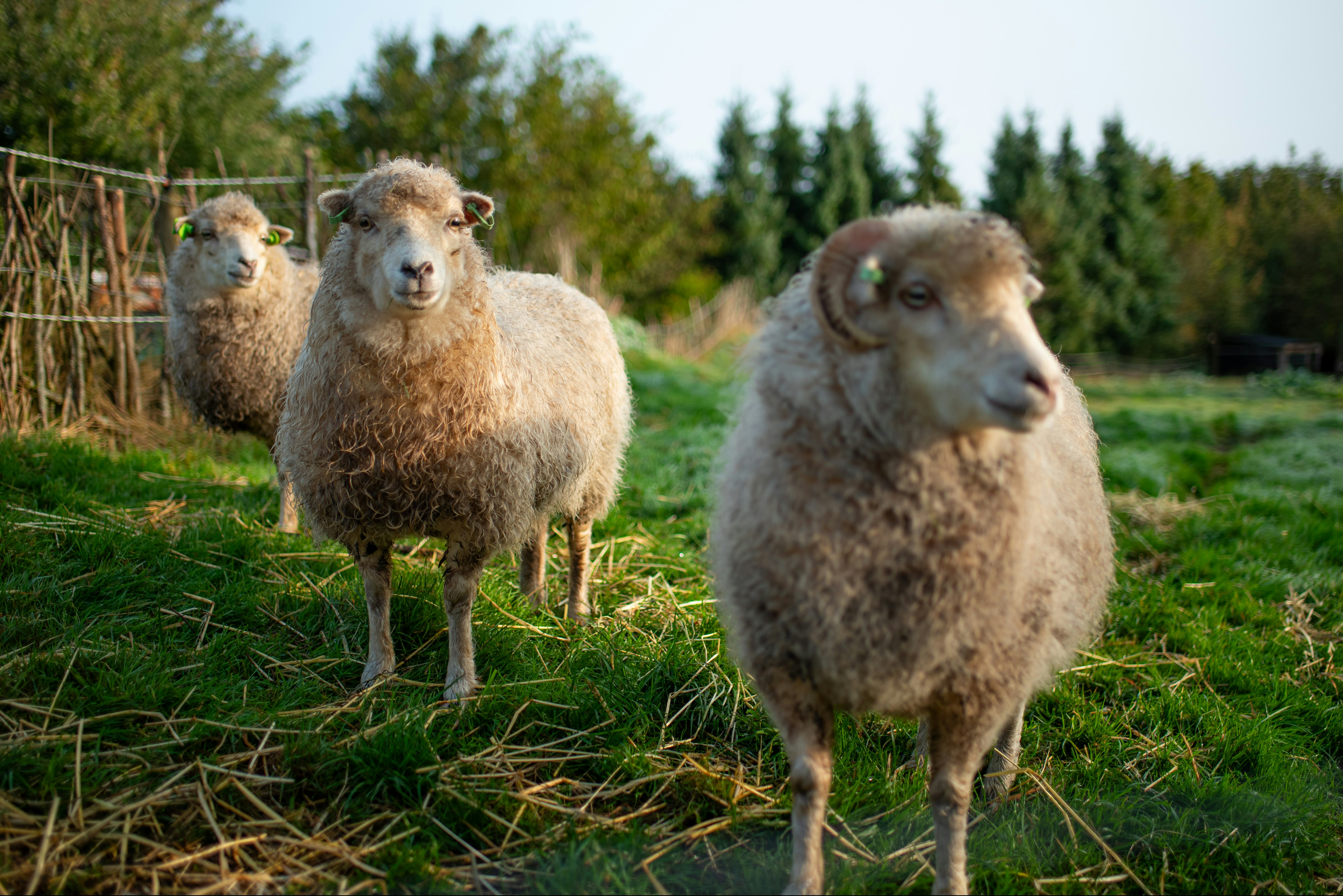Camping ZomersBuiten - Schafe auf dem Campingplatz
