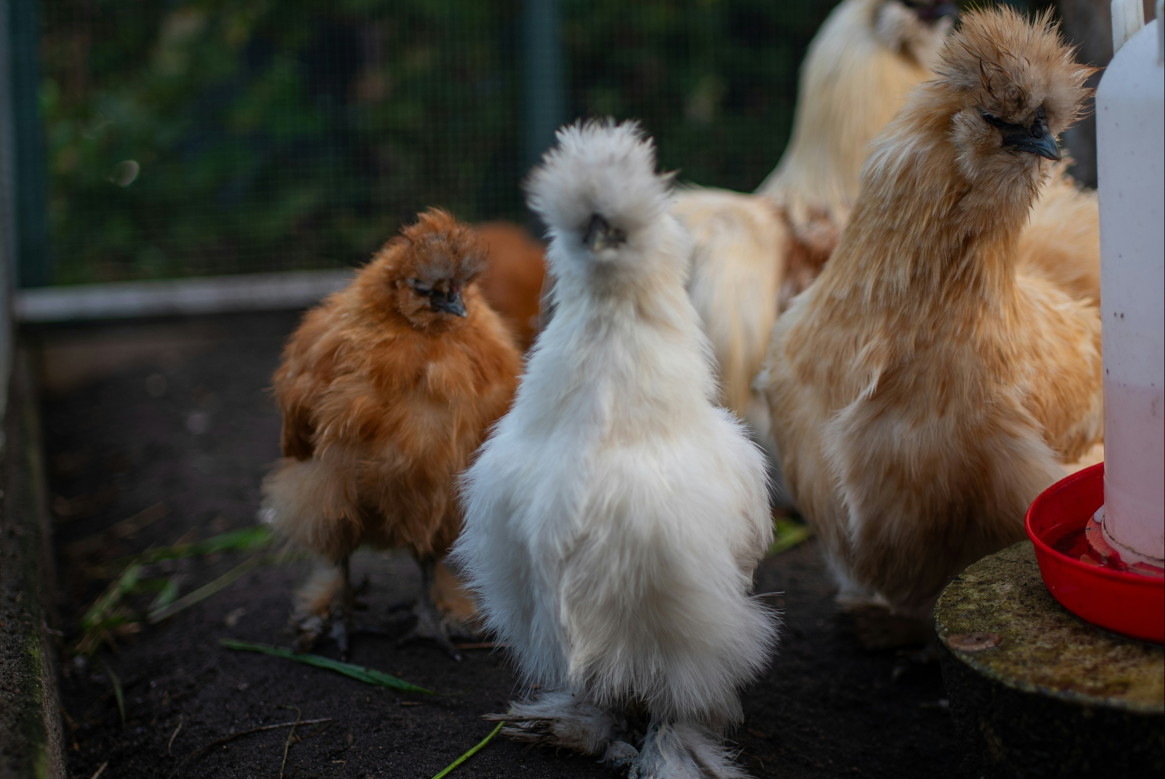 Camping ZomersBuiten - Tiere auf dem Campingplatz