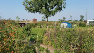 Camping Zwaakse Weel