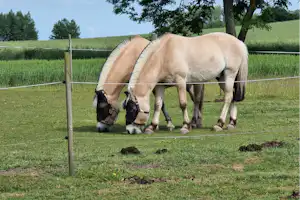 Campinggaarden Boeslunde - Pferde auf dem Campingplatz