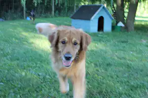 Campinggarten Wahlwies - hund