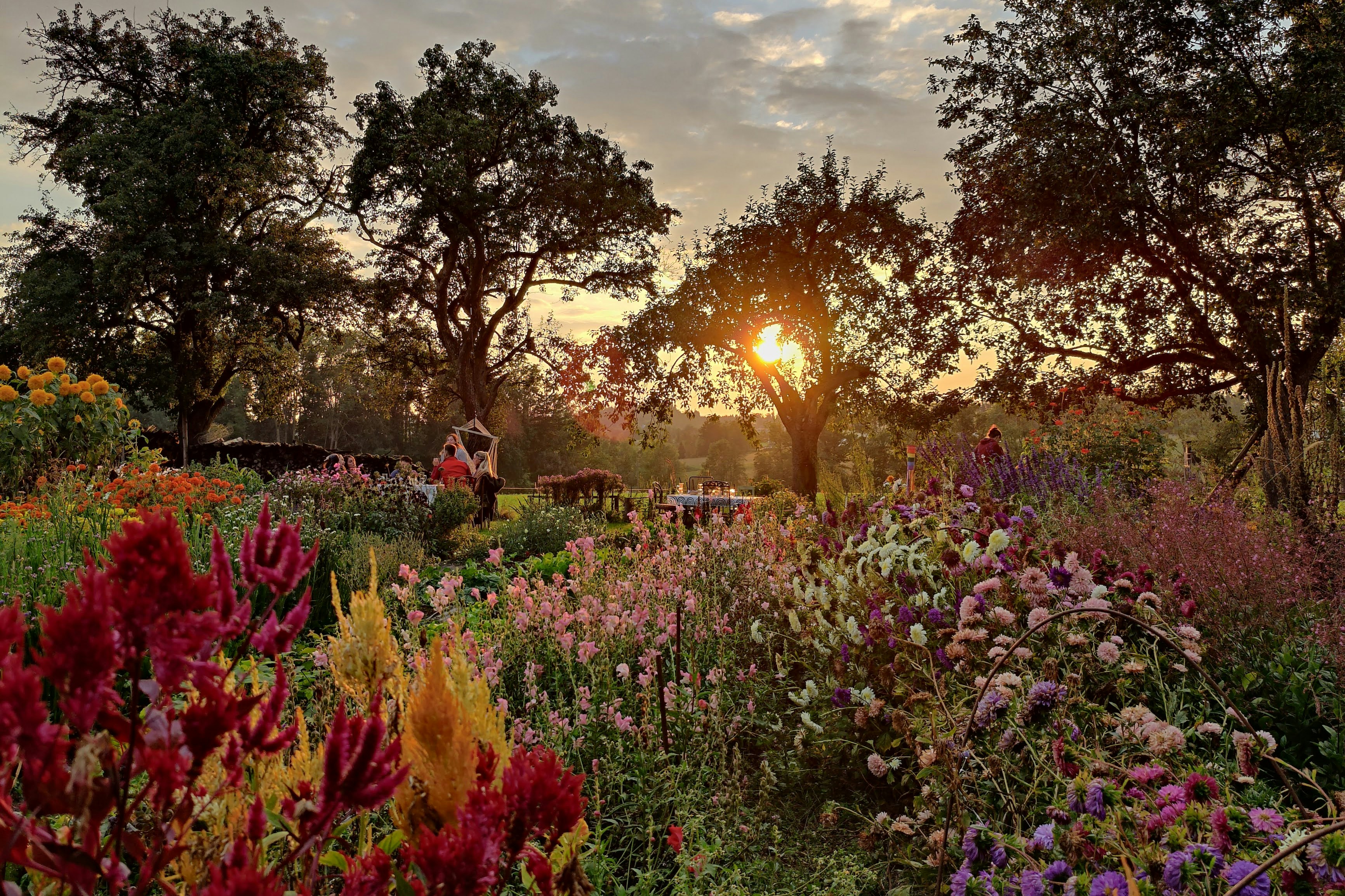 Camping@LisiGrün - Buntes Blumenfeld auf dem Campingplatz bei Sonnenuntergang