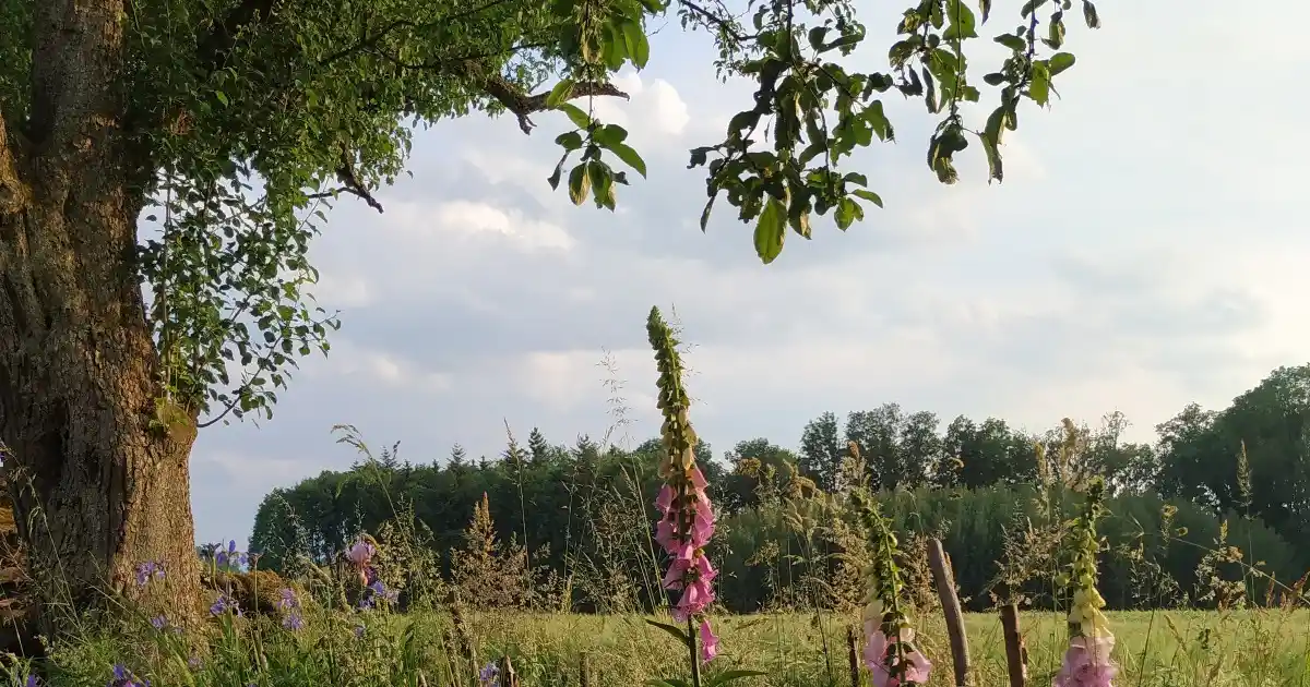 Sind Hunde auf dem Campingplatz Camping@LisiGrün erlaubt? photo 3