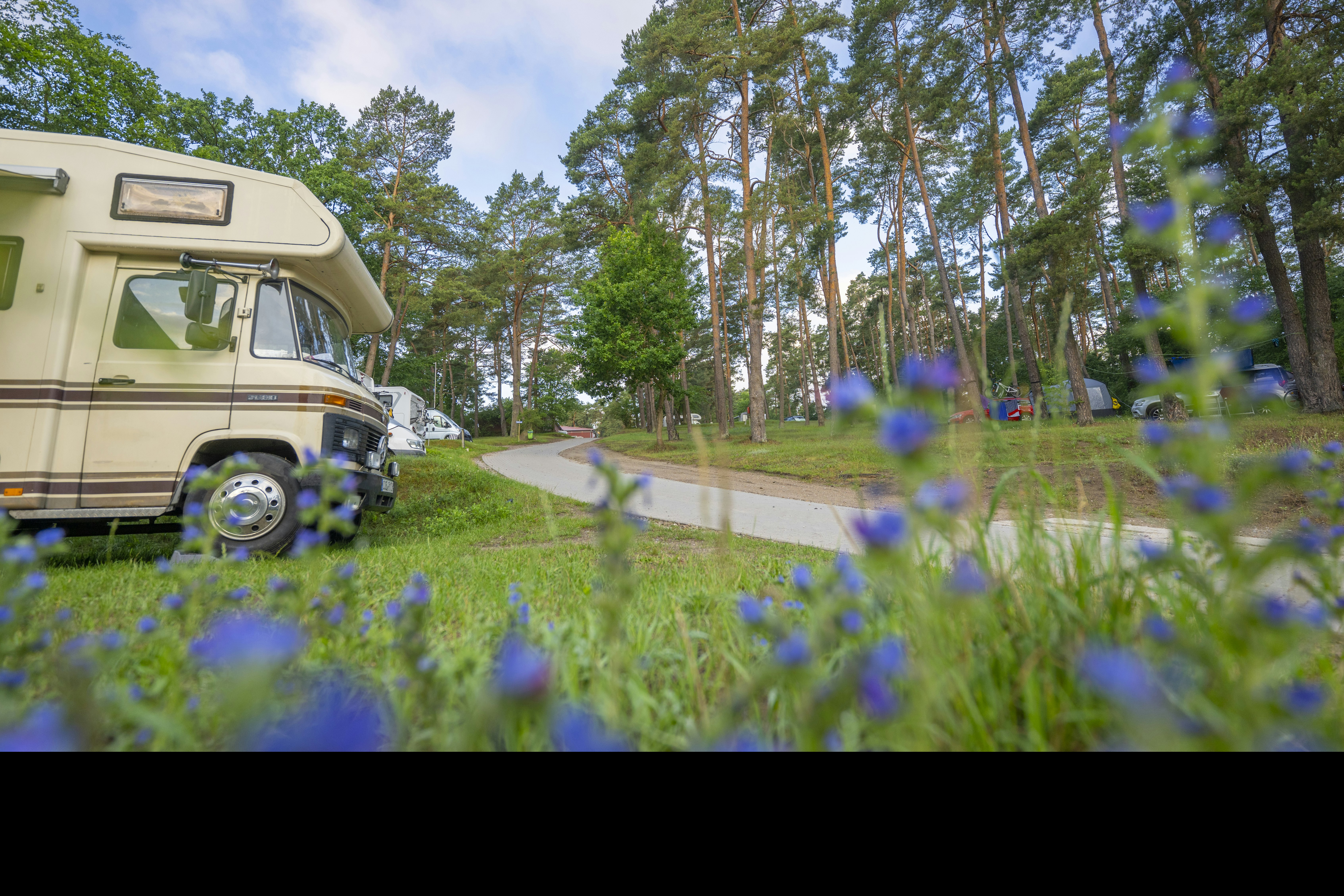 Wohnmobil am Rand eines Campingplatzes, neben einem gepflasterten Weg und Bäumen, im Vordergrund blaue Blüten.