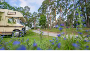 Wohnmobil am Rand eines Campingplatzes, neben einem gepflasterten Weg und Bäumen, im Vordergrund blaue Blüten.