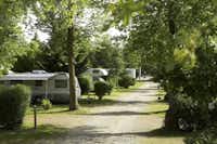 Campingpark Oase - Stellplätze im Schatten unter Bäumen auf dem Campingplatz