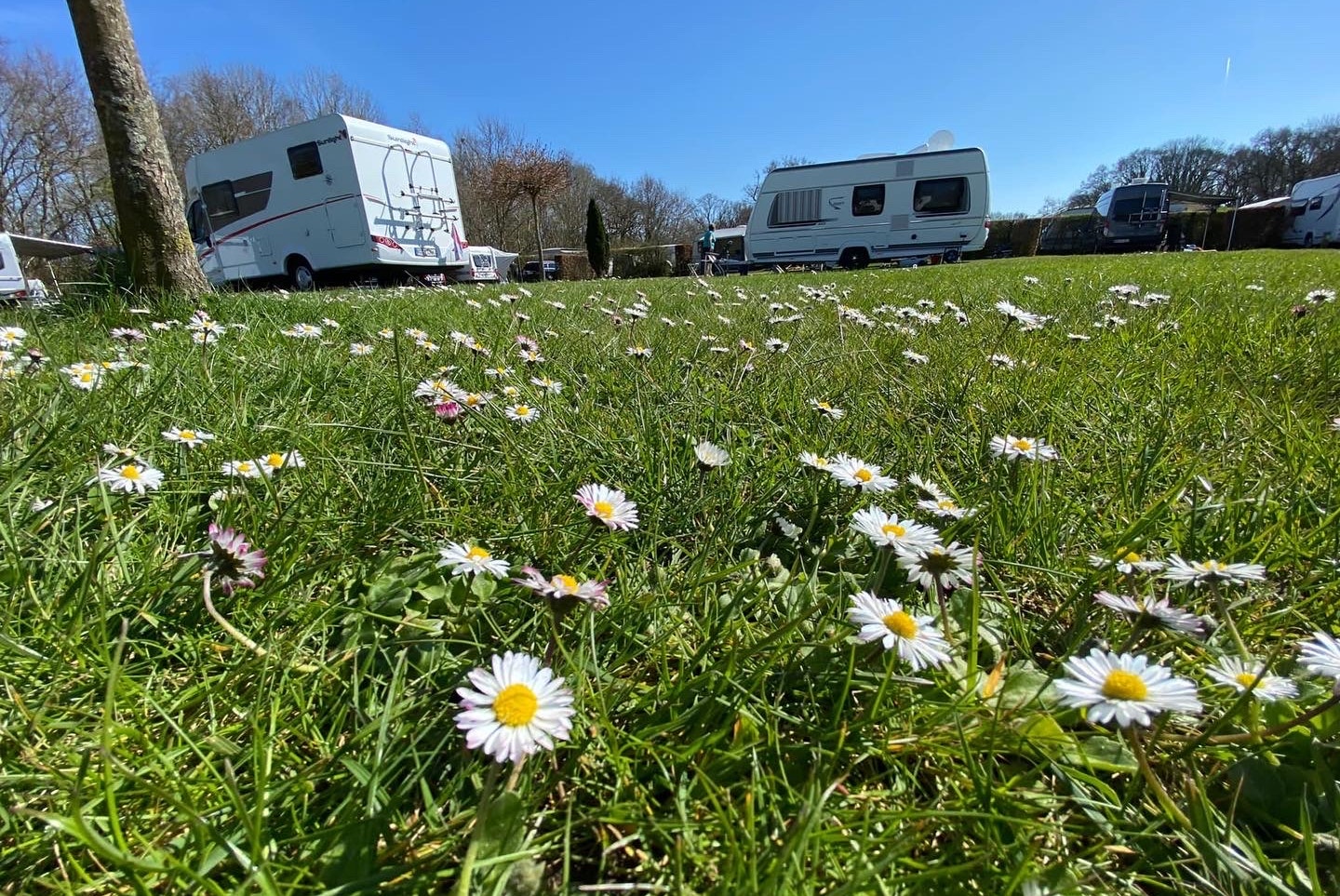 ZIMDARS CampingResort  Campingplatz Achtern Huus - Standplätze auf der Wiese auf dem Campingplatz