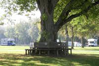 Campingplatz Aichalehof - Baum mit Holzbänken auf dem Campingplatz